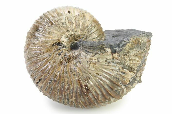 Iridescent Ammonite (Hoploscaphites) Fossil - Montana #316566